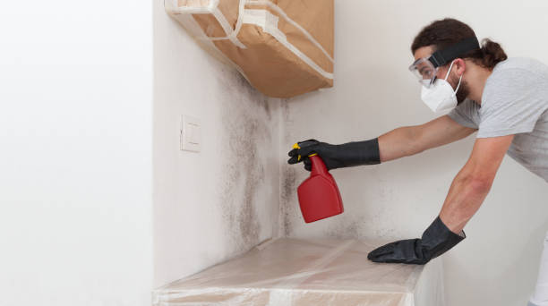 Professional Black Mold Remediation technician working in Abingdon, IL