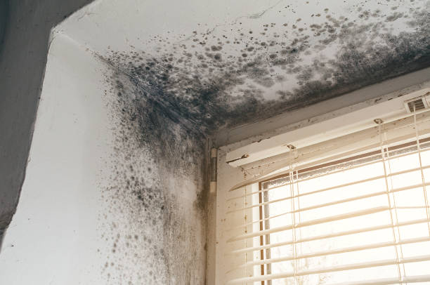 Affordable Black Mold Remediation solutions in Abingdon, IL